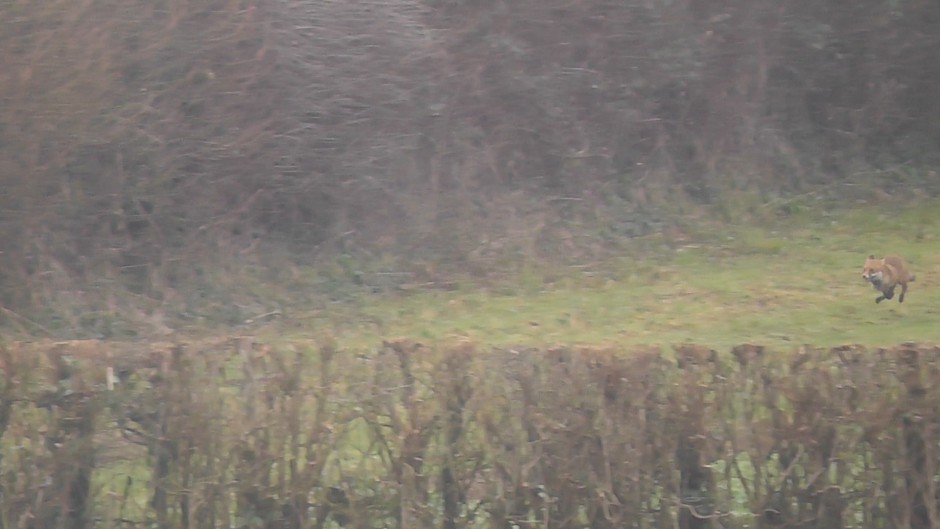 fox