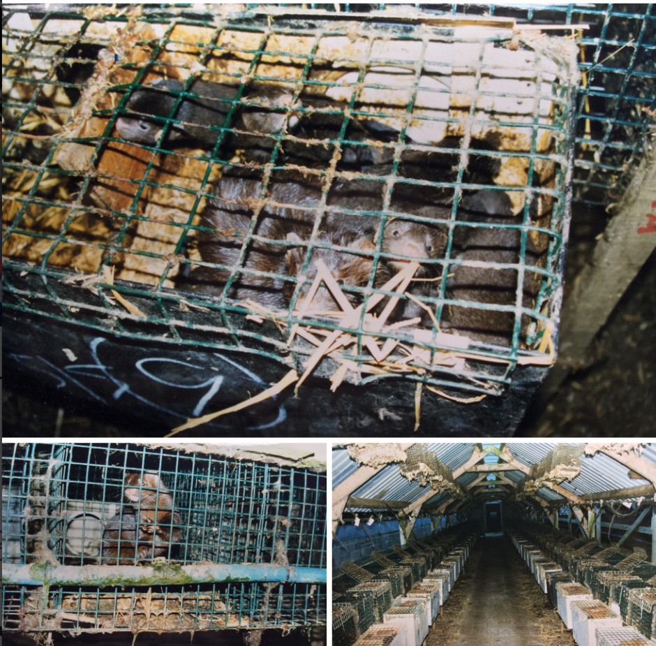 Mink live wild in Britain only because humans thought it would be fun & profitable to breed them in battery farms then kill them for their luxurious pelts, as here in Dorset in 1997. Some mink escaped. Photos: Joe Hashman